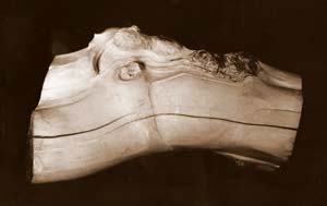 Anatomie